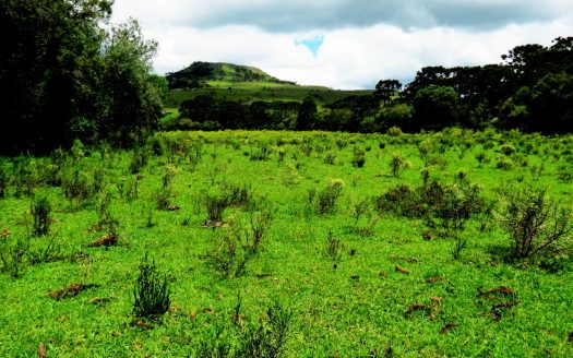 Fazenda 150 Hectares – URUBICI