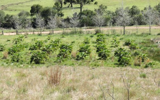 Fazenda 150 Hectares – URUBICI