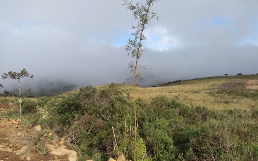 URUBICI:  Sitios 2 Hectares – Á partir de R$ 175 mil