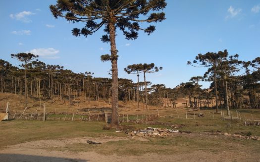 BOM JARDIM DA SERRA: Fazenda 1507 Hcts.