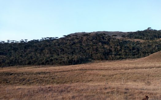 BOM JARDIM DA SERRA: Fazenda 1507 Hcts.