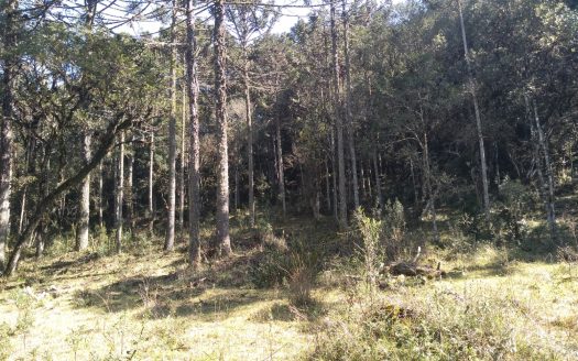 BOM JARDIM DA SERRA:  Fazenda 412 Hectares