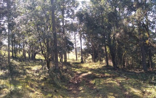BOM JARDIM DA SERRA:  Fazenda 412 Hectares