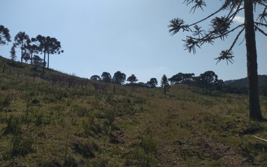 BOM JARDIM DA SERRA:  Fazenda 412 Hectares