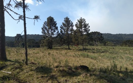 BOM JARDIM DA SERRA:  Fazenda 412 Hectares
