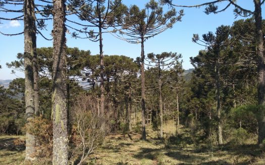BOM JARDIM DA SERRA:  Fazenda 412 Hectares