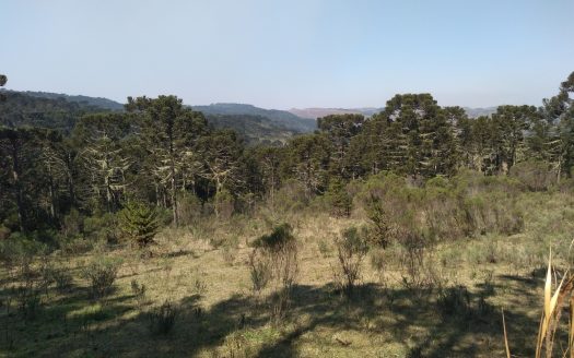 BOM JARDIM DA SERRA:  Fazenda 412 Hectares