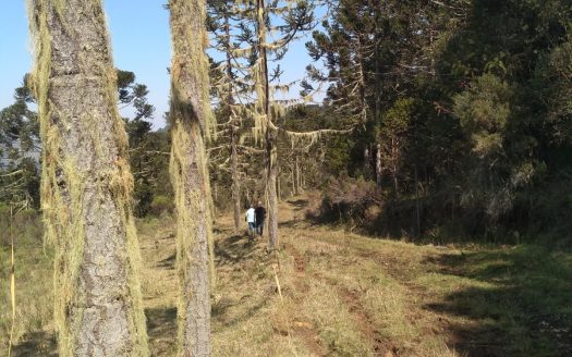 BOM JARDIM DA SERRA:  Fazenda 412 Hectares