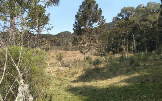 BOM JARDIM DA SERRA:  Fazenda 412 Hectares