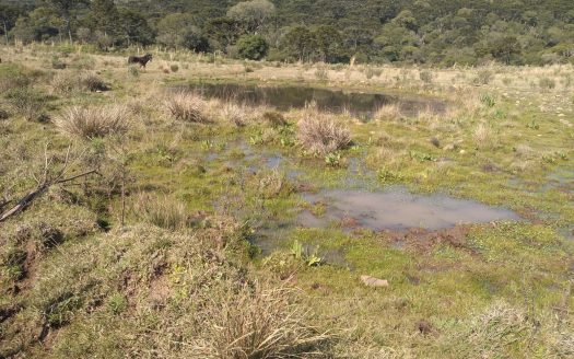 BOM JARDIM DA SERRA:  Fazenda 412 Hectares