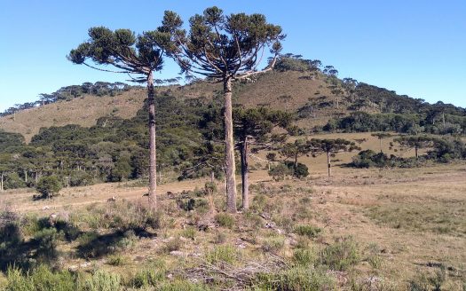 URUBICI:   Sítio 2 hectares – Entrada + 48x