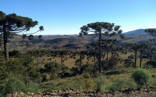 URUBICI:   Sítio 2 hectares – Entrada + 48x