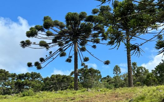 URUBICI / SÃO JOAQUIM:  2 Hectares na localidade Pericó