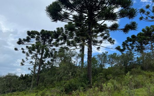 URUBICI / SÃO JOAQUIM:  2 Hectares na localidade Pericó