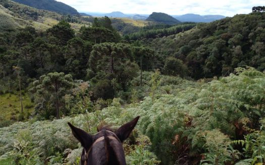 Propriedade na Serra Catarinense com Linda cachoeira !