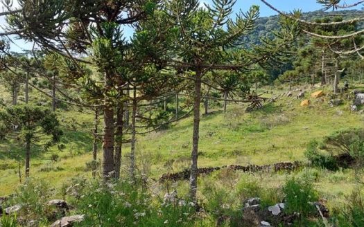 URUBICI:  Sítio 2 Hectares com casa nova: 84 m2