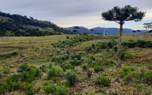 URUBICI:  Lindo sítio com 2 hectares – Vista 360*