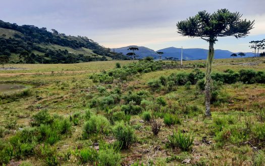URUBICI:  Lindo sítio com 2 hectares – Vista 360*