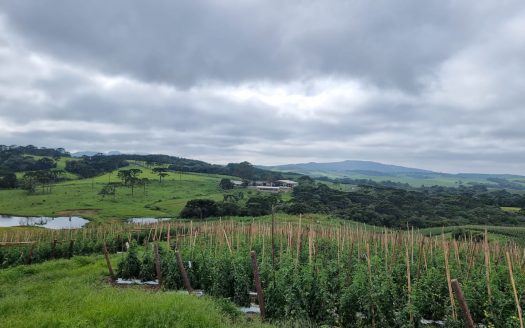 LINDA FAZENDA 188 Hcts. – Ótimo para soja (Divisa com Bom Retiro S/C.)