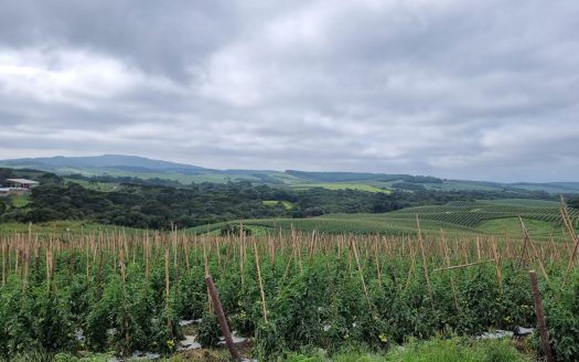 LINDA FAZENDA 188 Hcts. – Ótimo para soja (Divisa com Bom Retiro S/C.)