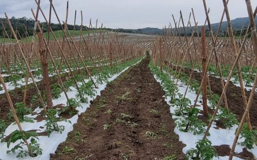 LINDA FAZENDA 188 Hcts. – Ótimo para soja (Divisa com Bom Retiro S/C.)