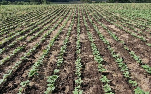 LINDA FAZENDA 188 Hcts. – Ótimo para soja (Divisa com Bom Retiro S/C.)