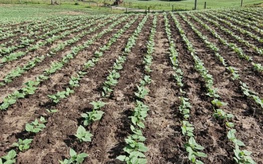 LINDA FAZENDA 188 Hcts. – Ótimo para soja (Divisa com Bom Retiro S/C.)