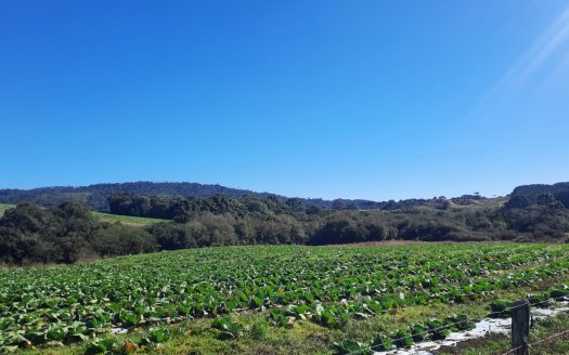 LINDA FAZENDA 188 Hcts. – Ótimo para soja (Divisa com Bom Retiro S/C.)