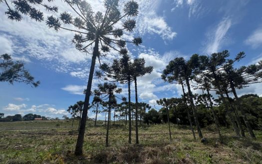 URUBICI: Excelente área com 2 hectares próx. à cidade
